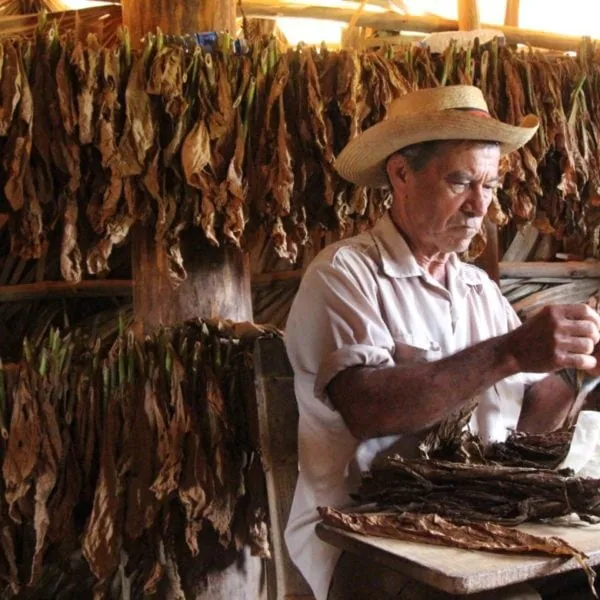 enrique soldevilla cuban man rolling cigars